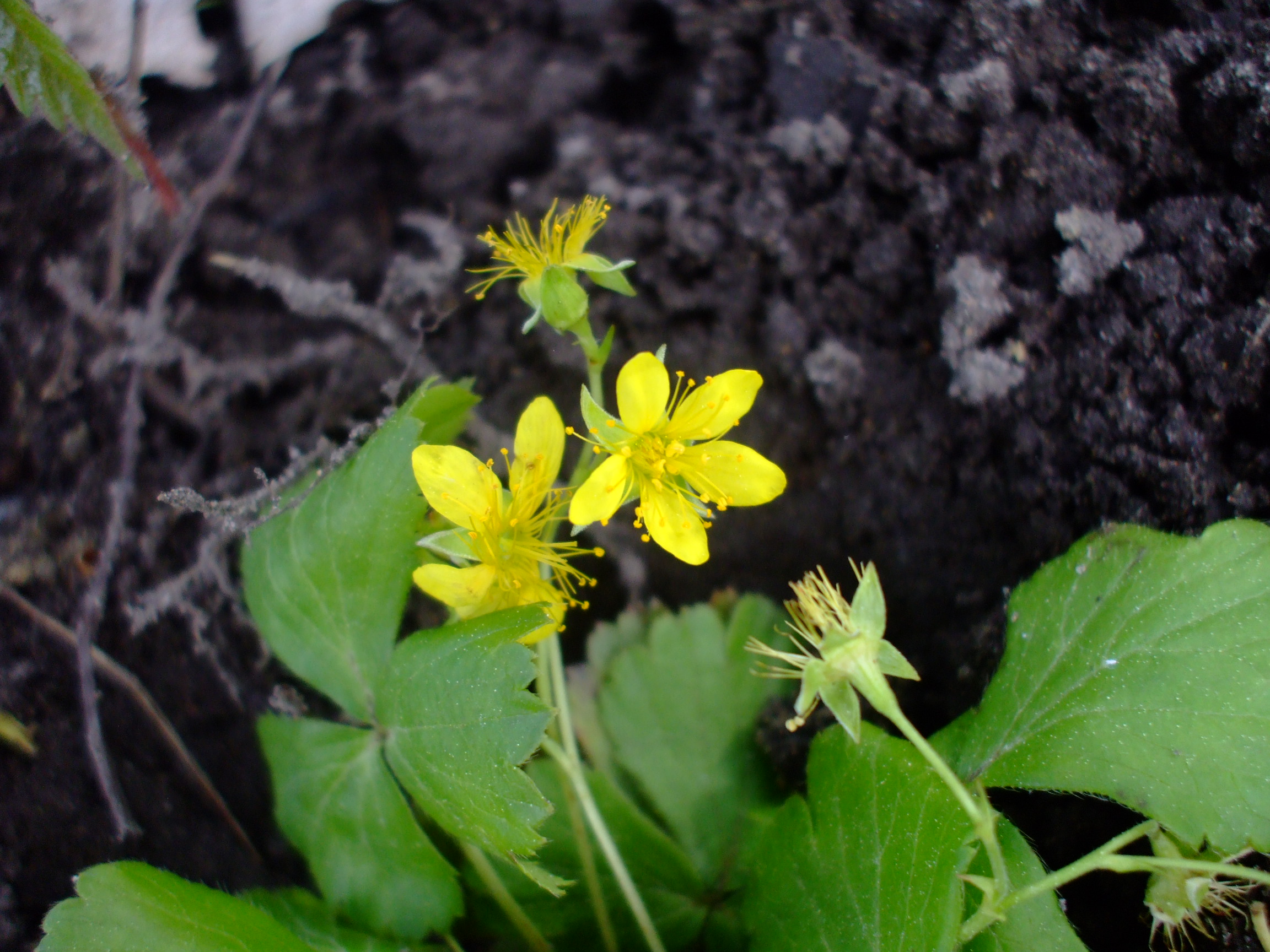 Waldsteinia fragarioides